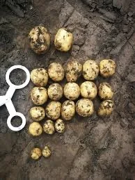 Насіннєва картопля Саншайн для посадки в Чернігові