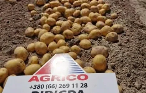 Продается семена картофеля различных сортов