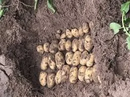 Насиннєва картопля Гранада в Виннице и области