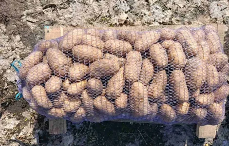 Продается товарный картофель Гренада