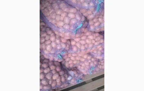 Продается посадочный картофель Алюет