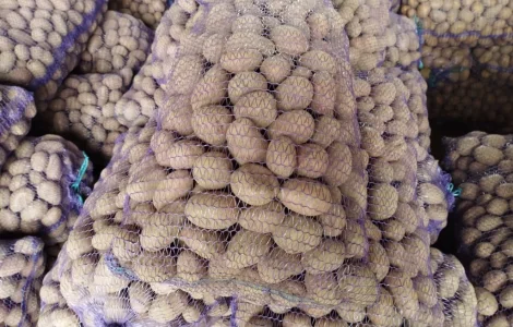 Продаж насіннєвого картоплі сорту Королева Анна