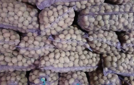 Пропонується посадкова картопля Фотинія та Білароса