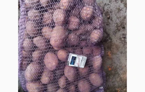 Продается товарная картошка сорта Білароса