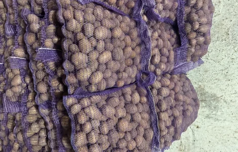 Якісна насіннєва картопля Лілі