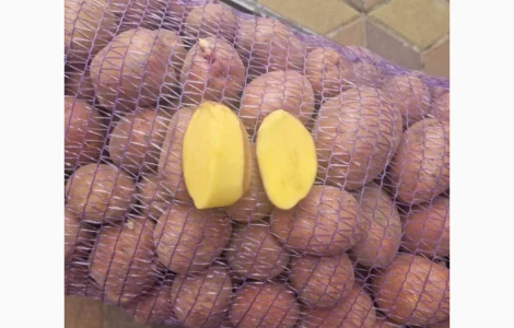 Продается картофель сорт Беларосса и Королева Ана