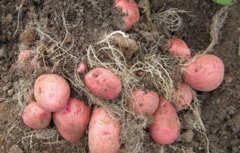 Продается семенная картошка сорта Белла Роса