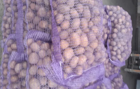 Пропонується картопля сортів Ред Леді та Коломбо