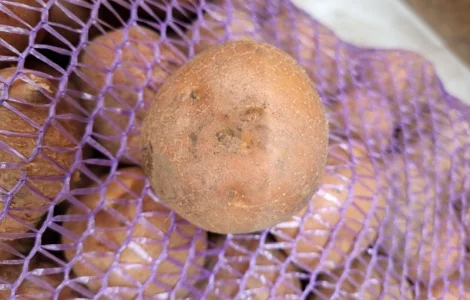 Пропонується насіннєва картопля сорт Рівєра та Арізона Есмі