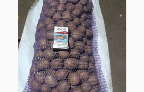 Продажа качественной посадочной картошки