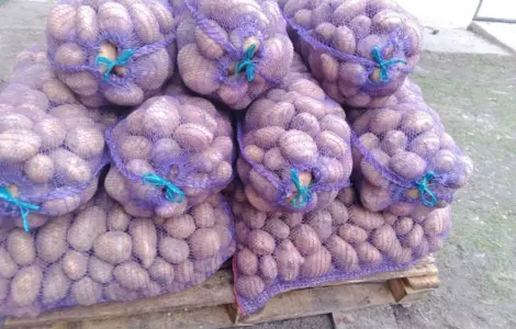 Продам картоплю сорт коннект
