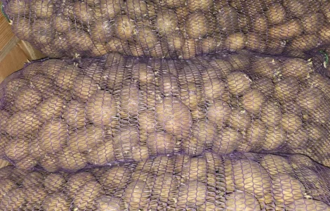 Продается посадочный картофель Ривьера