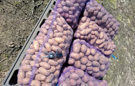 Продается домашний картофель различных сортов