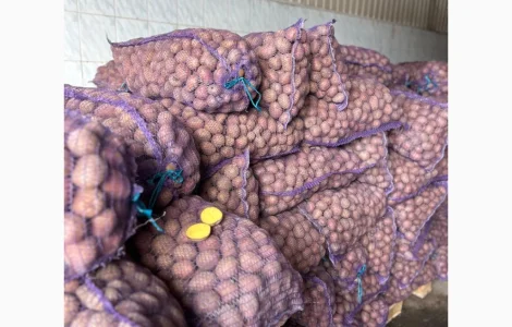 Продажа насиннєвої посадкової картоплі