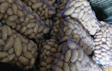 Пропонується товарна картопля сортів Гранада та Еволюшн