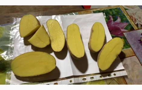 Пропонується товарна картопля сорту Гренада