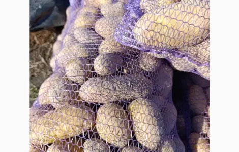 Продам семенной картофель Гранада ll - репродукции