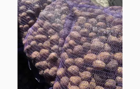 Продам картоплю сорту Коломбо 2 репродукція оптом від 10 тонн