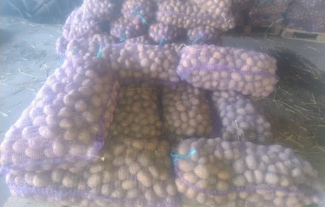 Пропоную посадкову картоплю