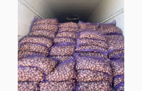 Картопля насіннева в продаже