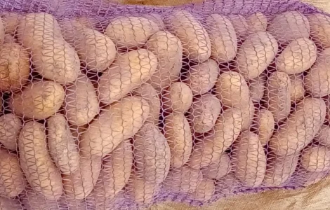 Продается картошка сорта Словянка, Гренада и Белая Роса