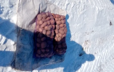 Продажа картошки сорта Славянка