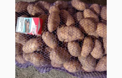 Картопля Мелоді на продаж