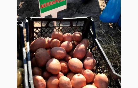 Продажа семян картофеля различных сортов