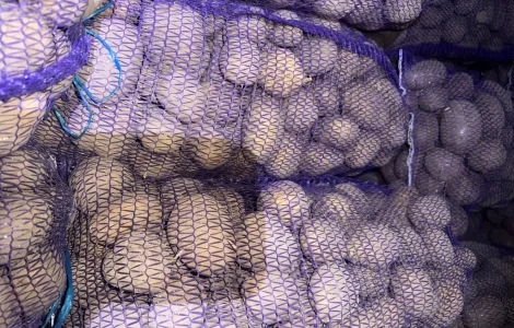 Пропонується картопля різних сортів