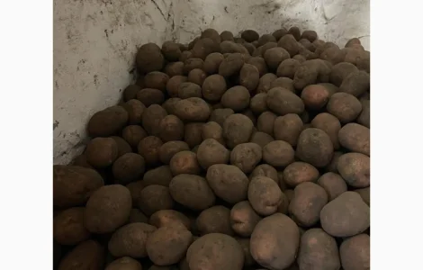 Продається велика та насіннєва картопля