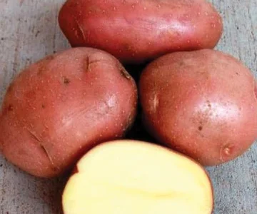 Продается картофель сорта Белорос