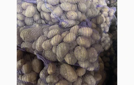 Продается товарная картошка сорта "Мелодия"