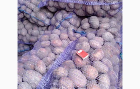 Продается товарная картошка сорта Белла Россата и Конект