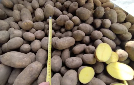 Продається картопля різних сортів