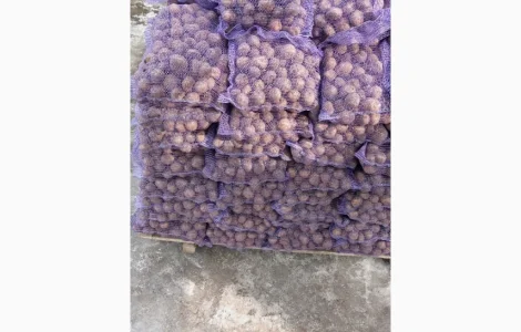 Пропоную насінневу картоплю Сюзана