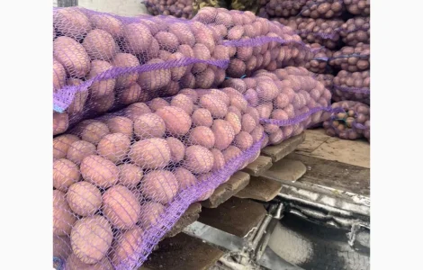 Продається картопля сорту Белароса