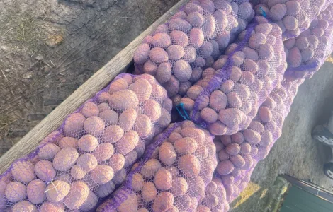 Пропоную картоплю гарної якості