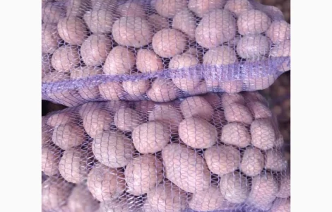 Продается картофель столовый и семенной. В наличии сорт Белароса, Гранада, Скарб