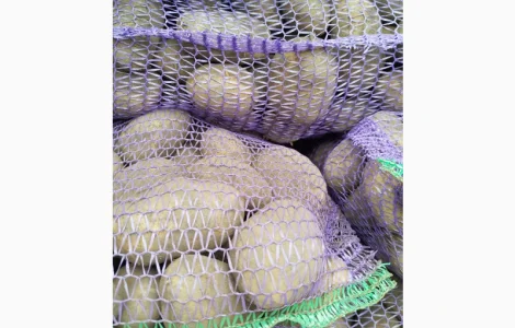 Пропоную картоплю сорту Агрія