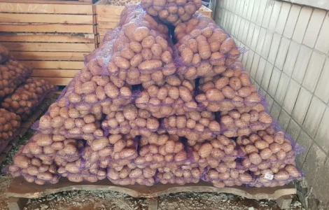 ФГ реализует картошку 2-3 репродукции