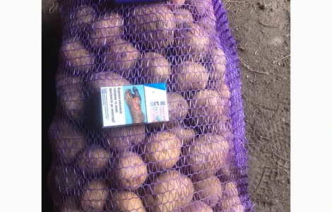 Продается товарный картофель