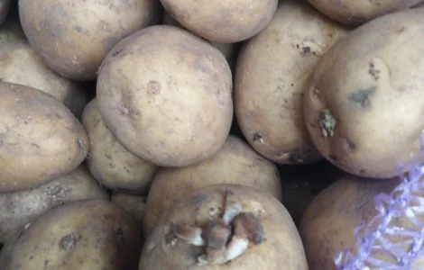 Пропоную посадкову картоплю Рівєра