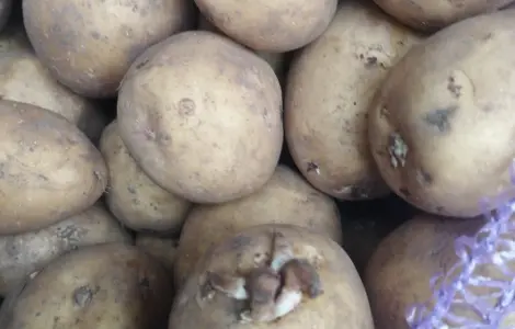 Продам посадкову картоплю Рівєра
