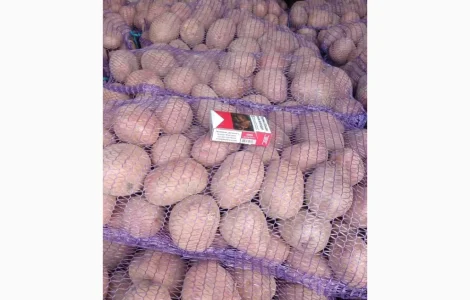 Пропонується картопля сорту Бела Роса