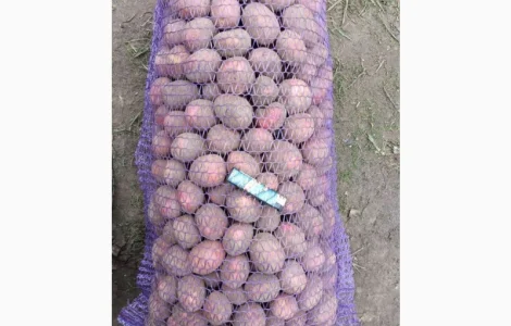 Пропонується семенна картопля Аризона та Бела Роса