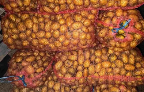 Пропонується посадкова картопля сорту Парадізо, Саншайн, Корінна, Бельмондо