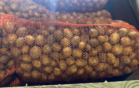 Пропонується рання картопля сортів Рівʼєра та Арізона