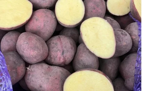 Пропонується сортова насіннєва картопля