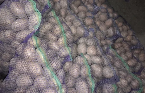 Продается товарная картошка оптом