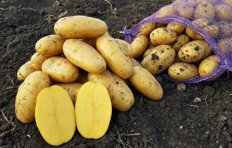 Насіння картоплі Гранада 1-2 репродукція